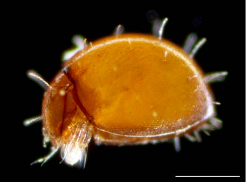 ヒメヘソイレコダニ属の1種 （Acrotritia sp.）