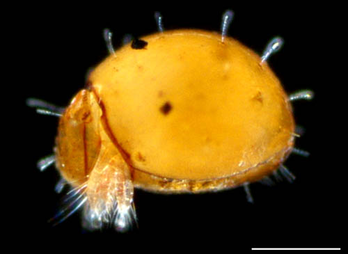 ヒメヘソイレコダニ属の1種 （Acrotritia sp.）