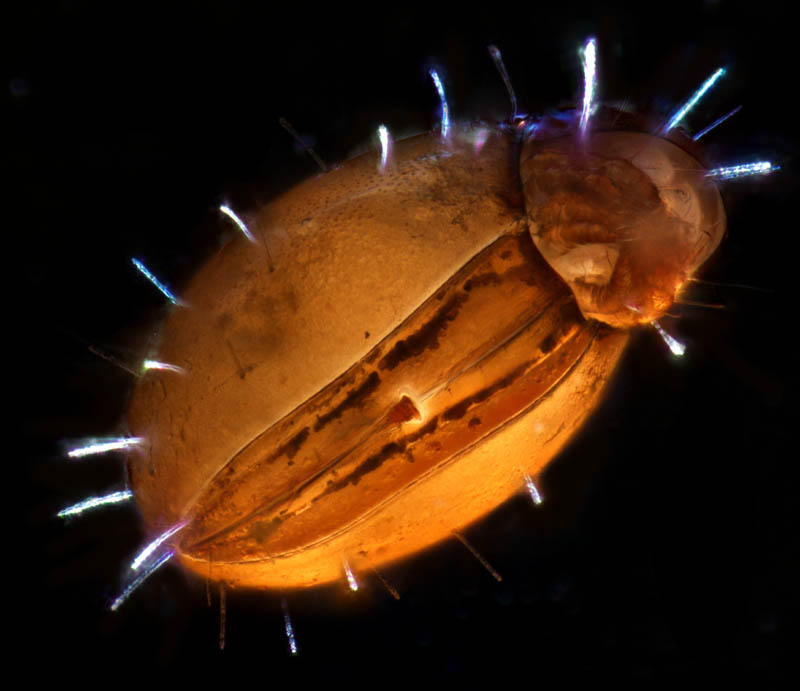 ヒメヘソイレコダニ属の1種 （Acrotritia sp.）