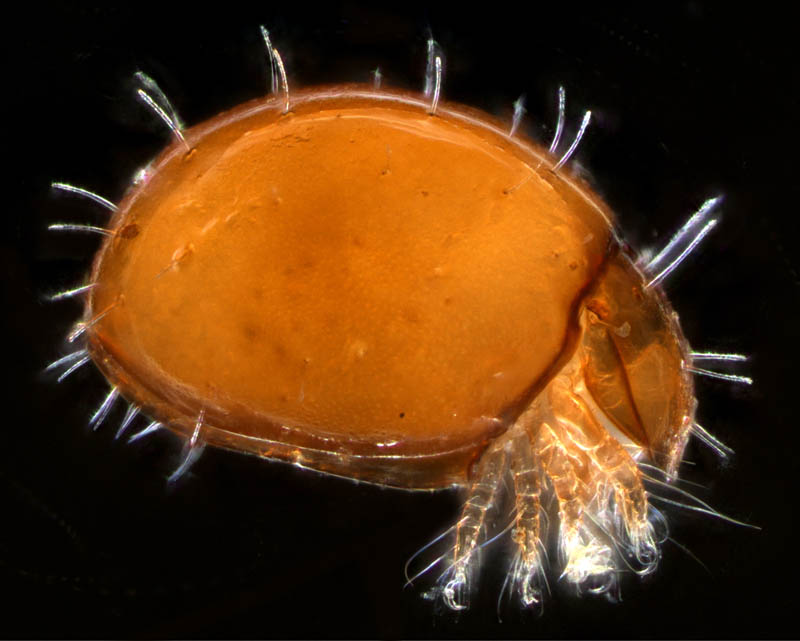 ヒメヘソイレコダニ属の1種 （Acrotritia sp.）