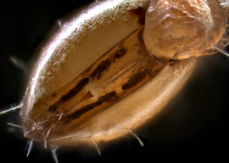 ヒメヘソイレコダニ属の1種 （Acrotritia sp.）