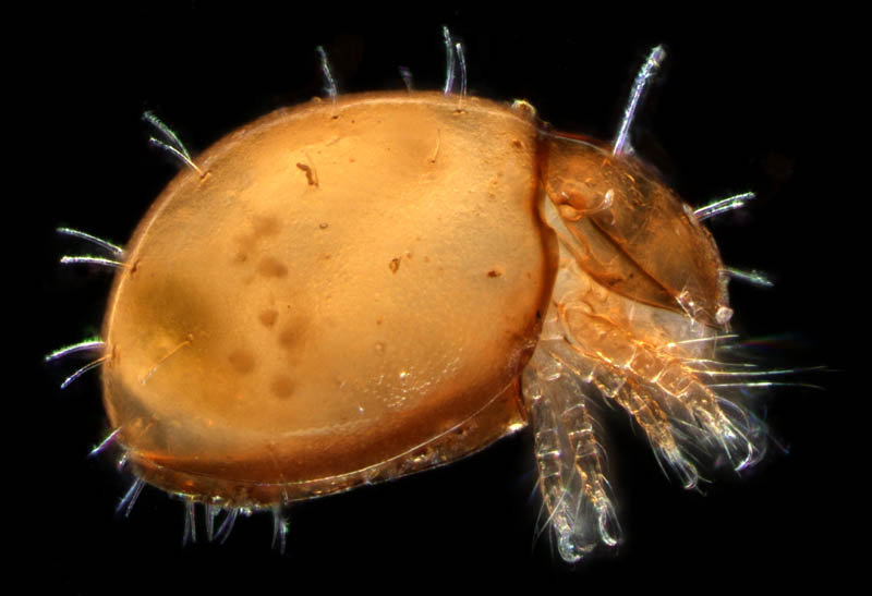 ヒメヘソイレコダニ属の1種 （Acrotritia sp.）