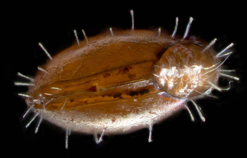 ヒメヘソイレコダニ属の1種 （Acrotritia sp.）