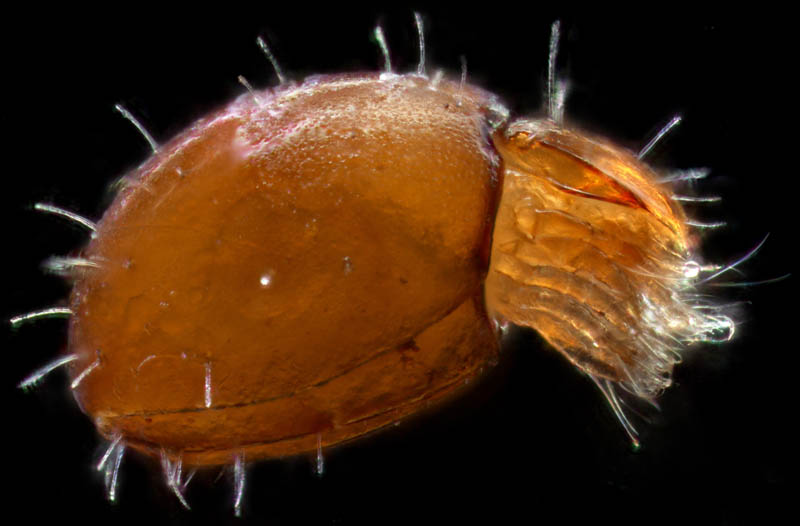 ヒメヘソイレコダニ属の1種 （Acrotritia sp.）