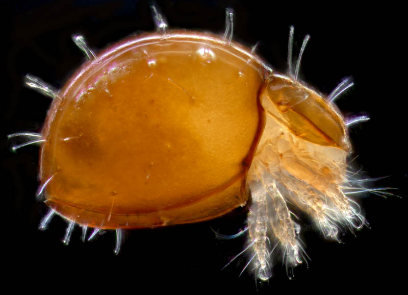 ヒメヘソイレコダニ属の1種 （Acrotritia sp.）