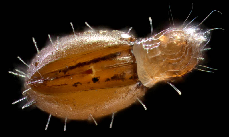 ヒメヘソイレコダニ属の1種 （Acrotritia sp.）