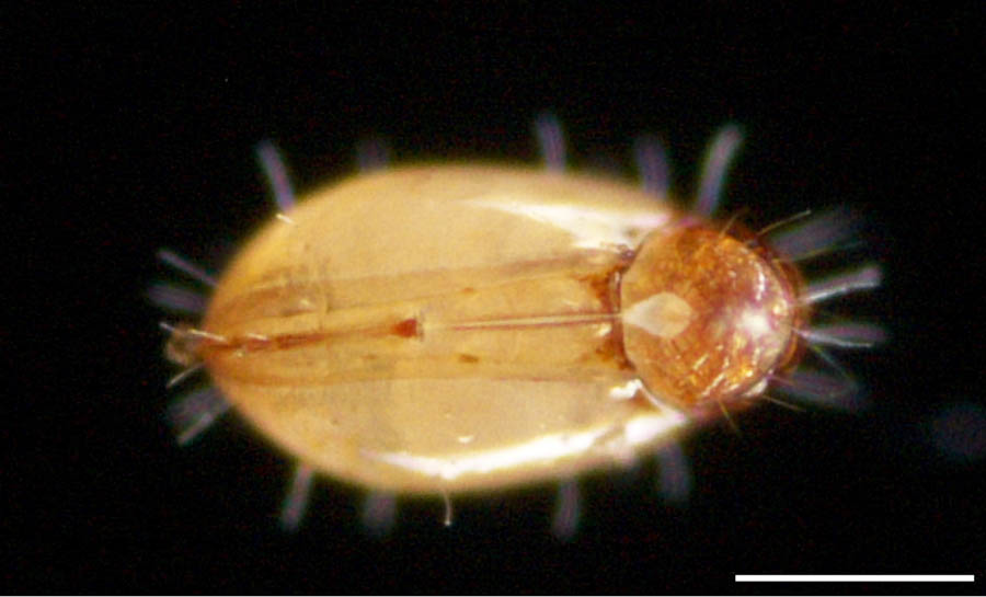 ヘソイレコダニ科(Euphthiracaridae)の画像