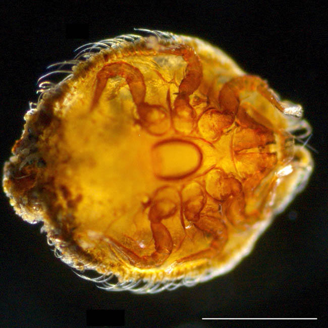 ヨゴレイトダニ（Uropoda (Phaulodinychus) pulverea）の画像