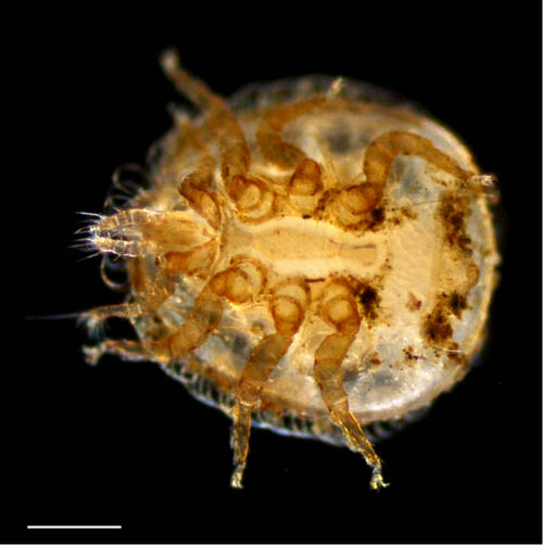 ヨゴレイトダニ（Uropoda (Phaulodinychus) pulverea）