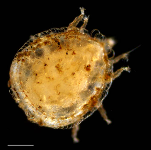 ヨゴレイトダニ（Uropoda (Phaulodinychus) pulverea）