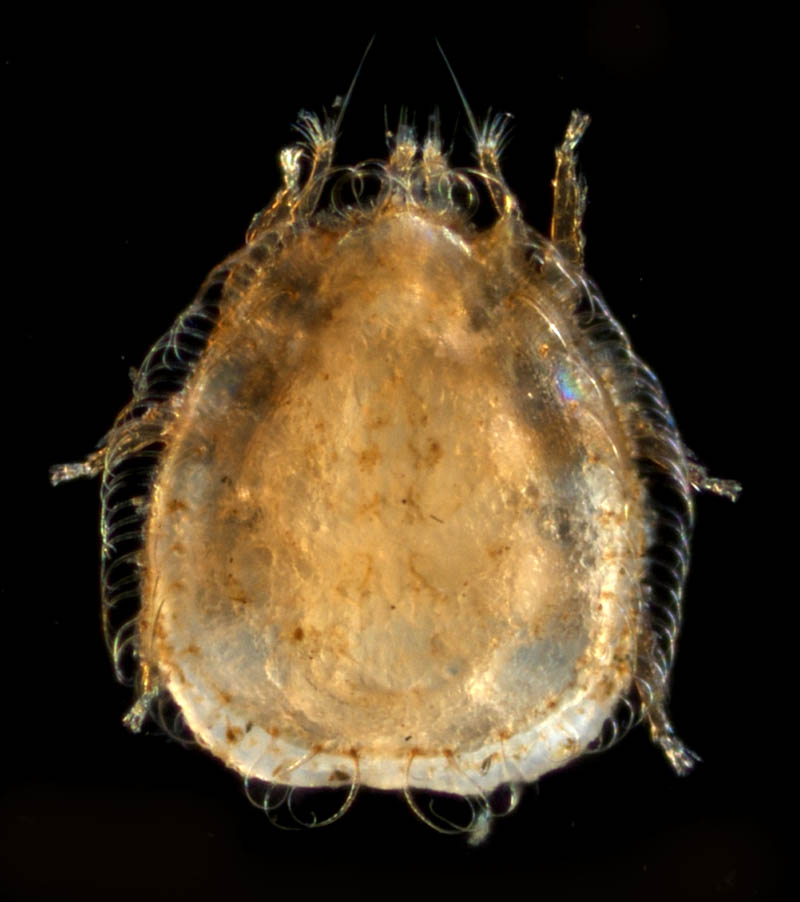 ヨゴレイトダニ（Uropoda (Phaulodinychus) pulverea）