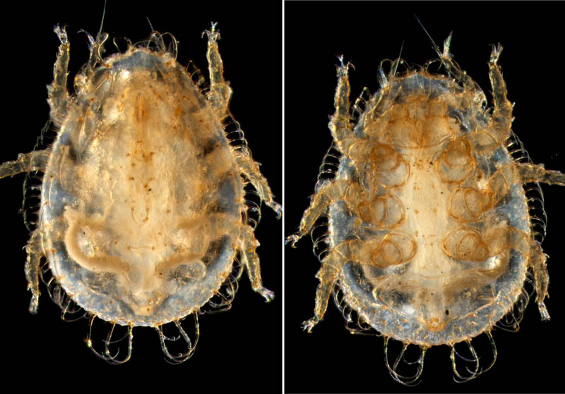 ヨゴレイトダニ（Uropoda (Phaulodinychus) pulverea）