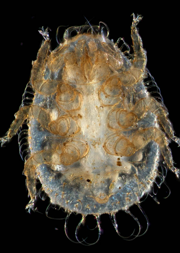 ヨゴレイトダニ（Uropoda (Phaulodinychus) pulverea）