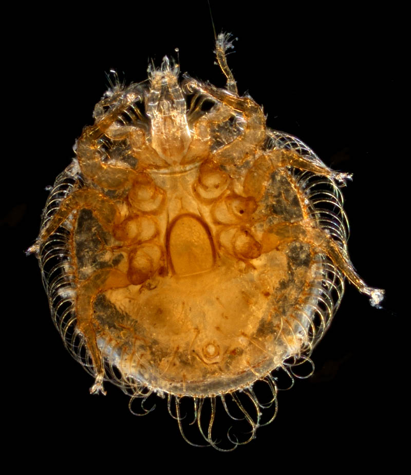 ヨゴレイトダニ（Uropoda (Phaulodinychus) pulverea）