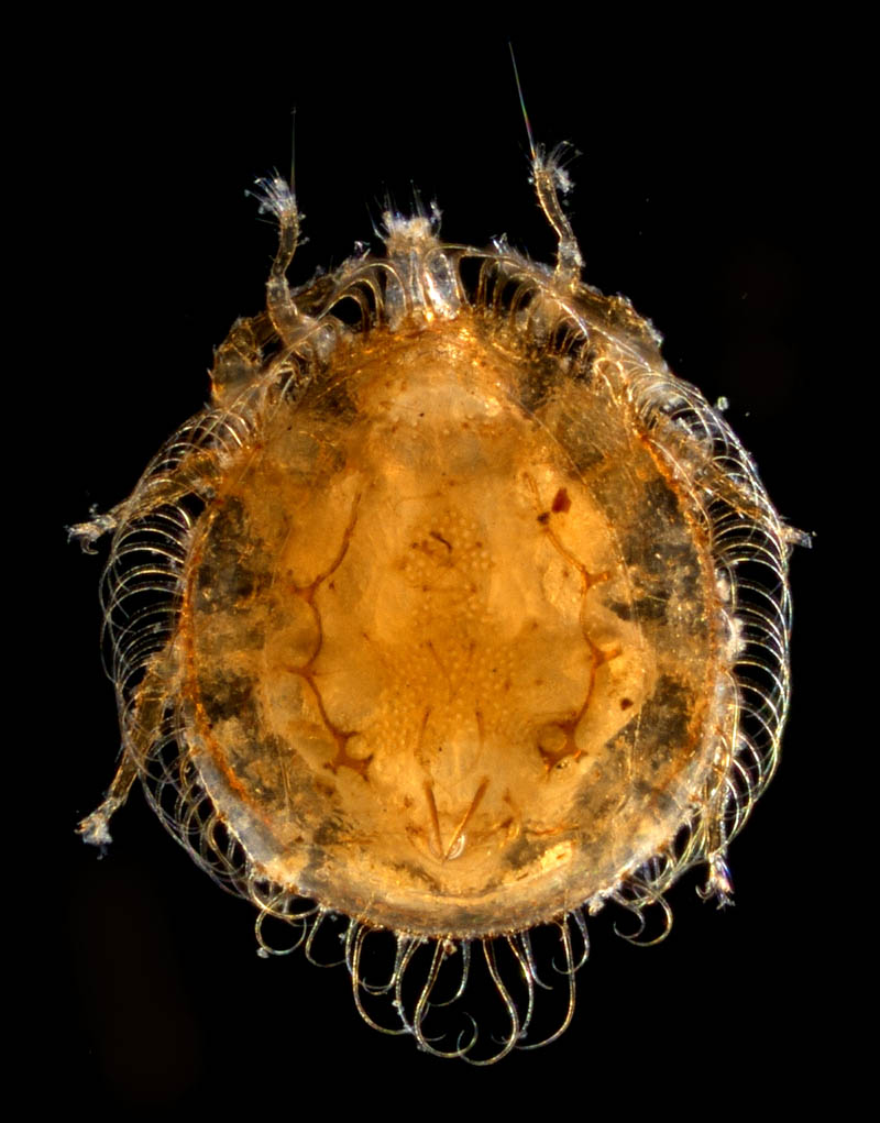 ヨゴレイトダニ（Uropoda (Phaulodinychus) pulverea）