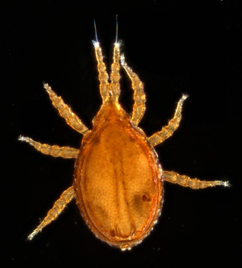 トゲダニ亜目の1種