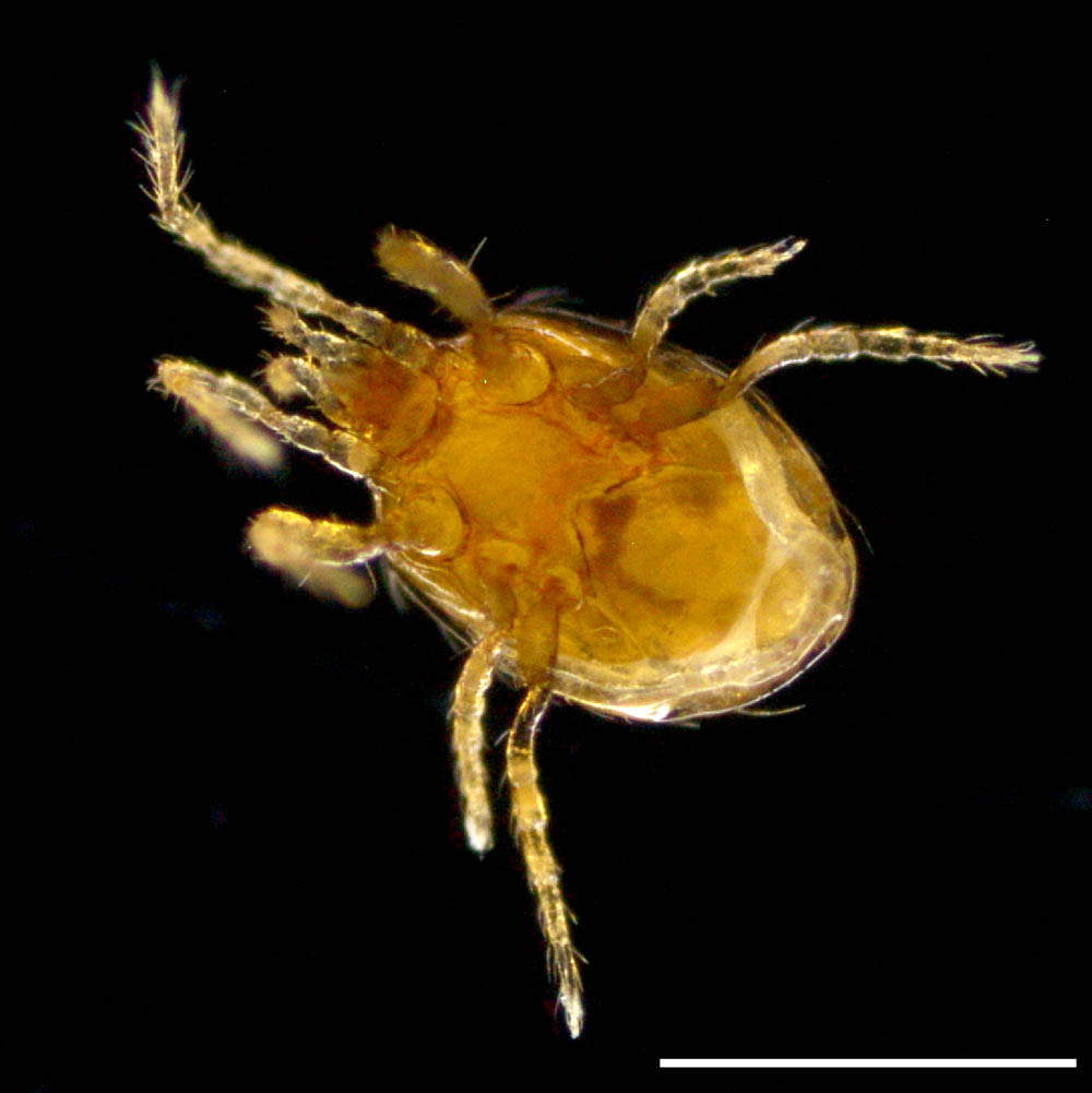ダルマダニ科(Pachylaelapidae)の画像