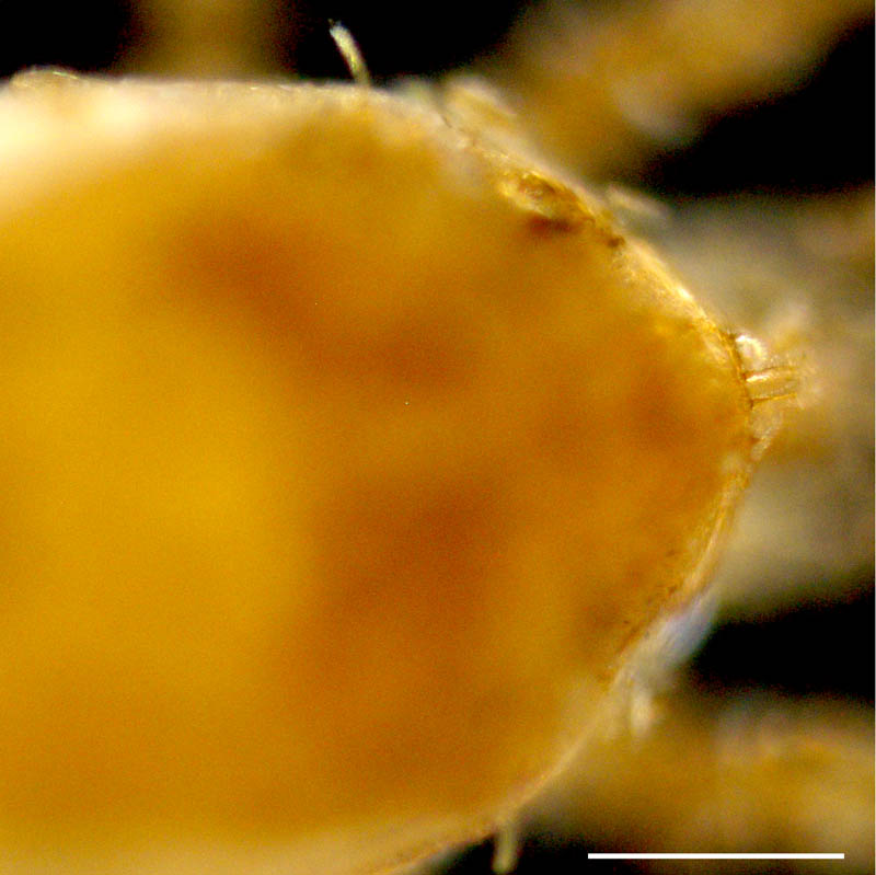 ハエダニ科(Macrochelidae)の1種の画像