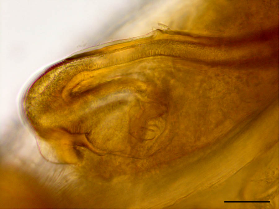 ハエダニ科(Macrochelidae)の1種（雄）の画像