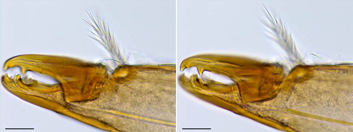 ホコダニ科(Parholaspididae)の画像