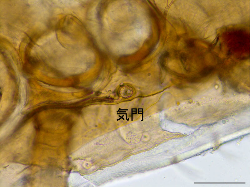ヘラゲホコダニ属(Holaspulus sp.)の画像