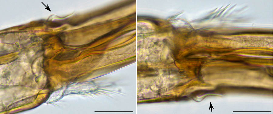 ヘラゲホコダニ属(Holaspulus sp.)の画像