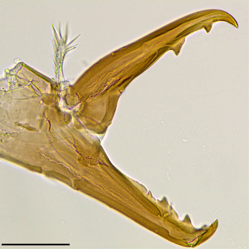 ホコダニ属(Holaspina sp.)の画像