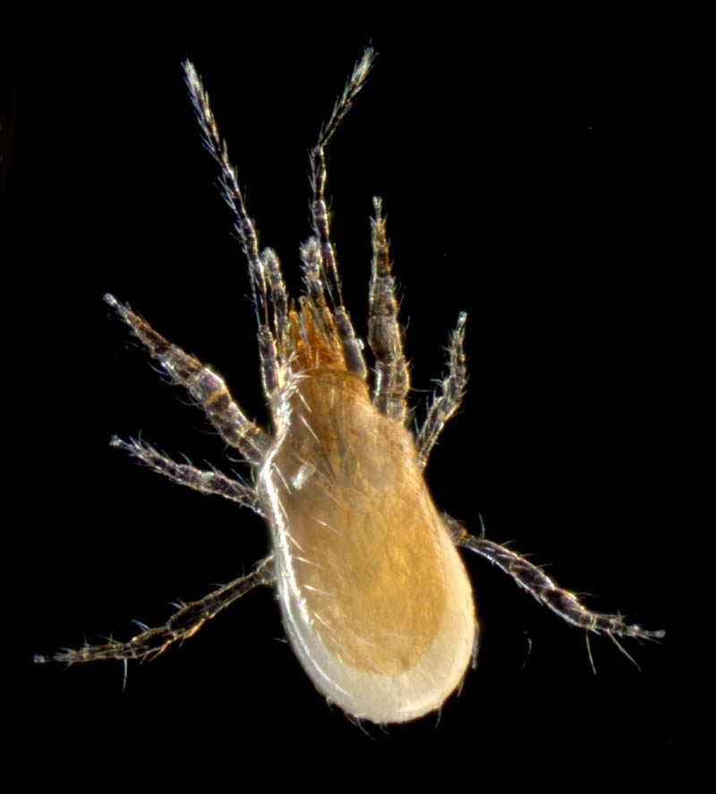 ホコダニ属の1種(Holaspina sp.A)