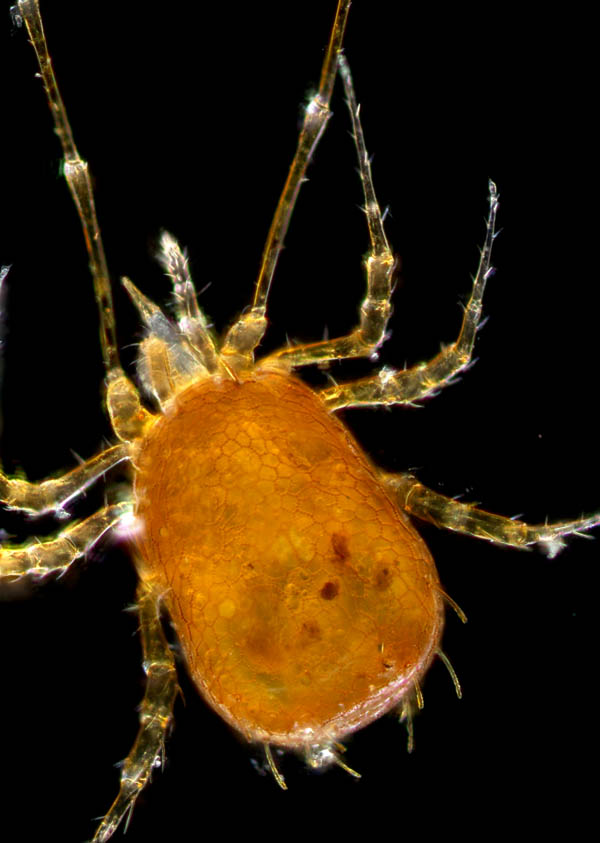 ウデナガダニ属(Podocinum)の１種