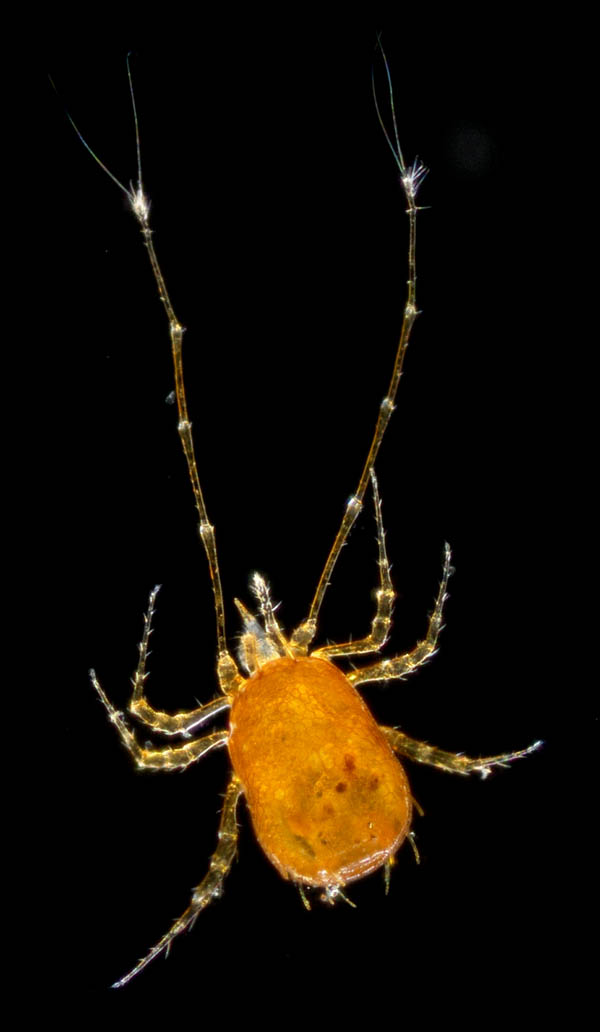 ウデナガダニ属(Podocinum)の１種