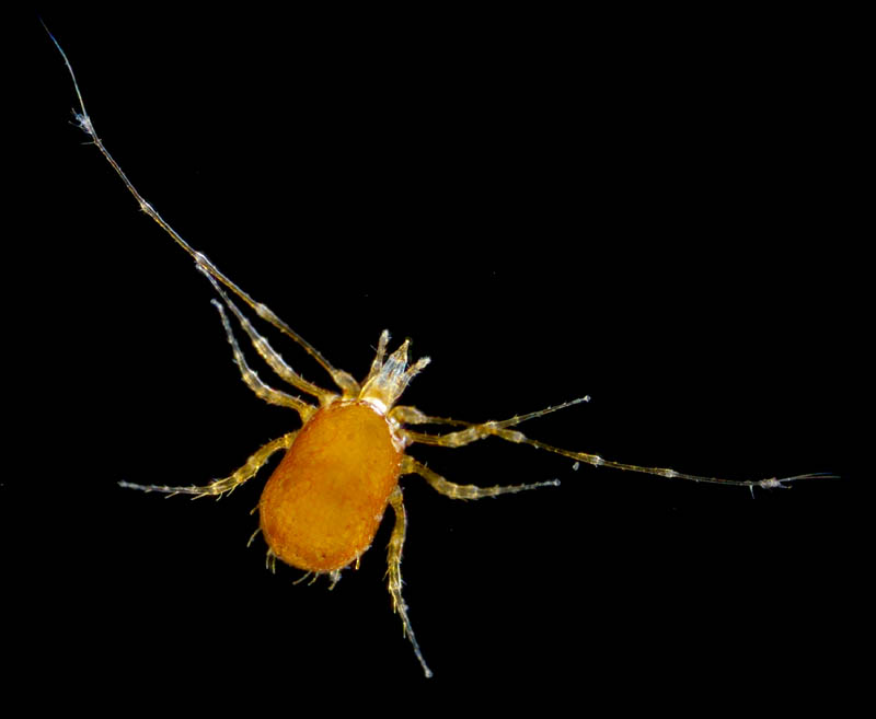 ウデナガダニ属(Podocinum)の１種