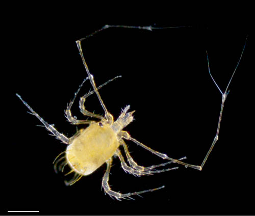 ウデナガダニ属(Podocinum)の１種