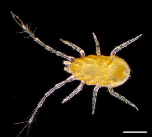 ウデナガダニ属(Podocinum)の１種