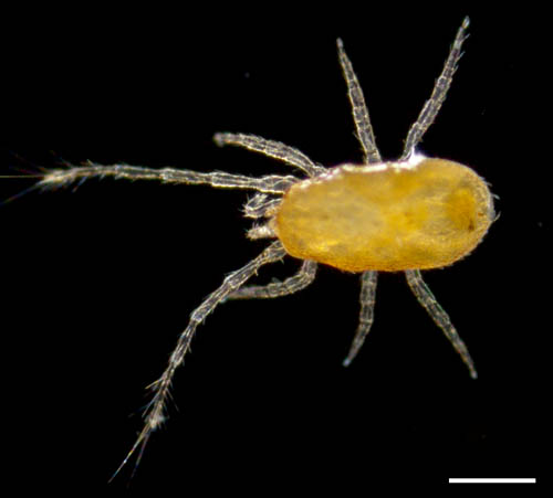 ウデナガダニ属(Podocinum)の１種