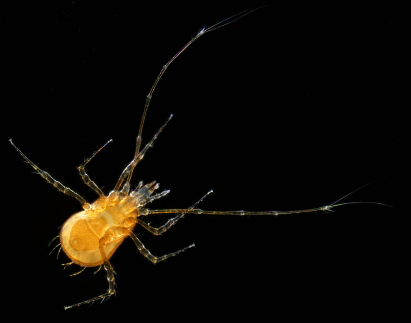 ウデナガダニ属(Podocinum)の１種