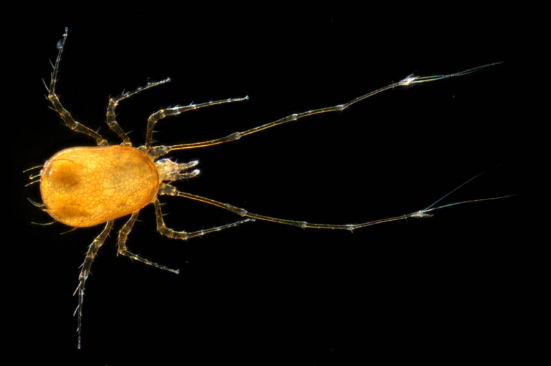 ウデナガダニ属(Podocinum)の１種