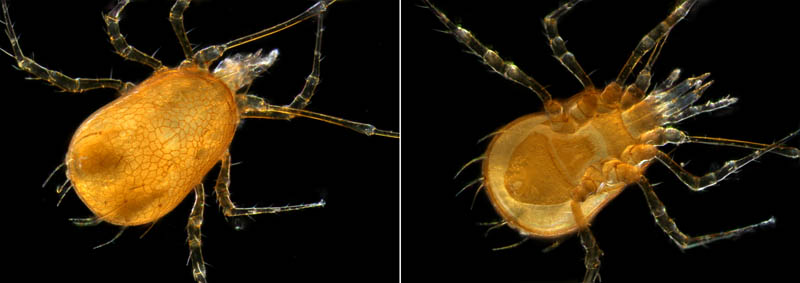 ウデナガダニ属(Podocinum)の１種