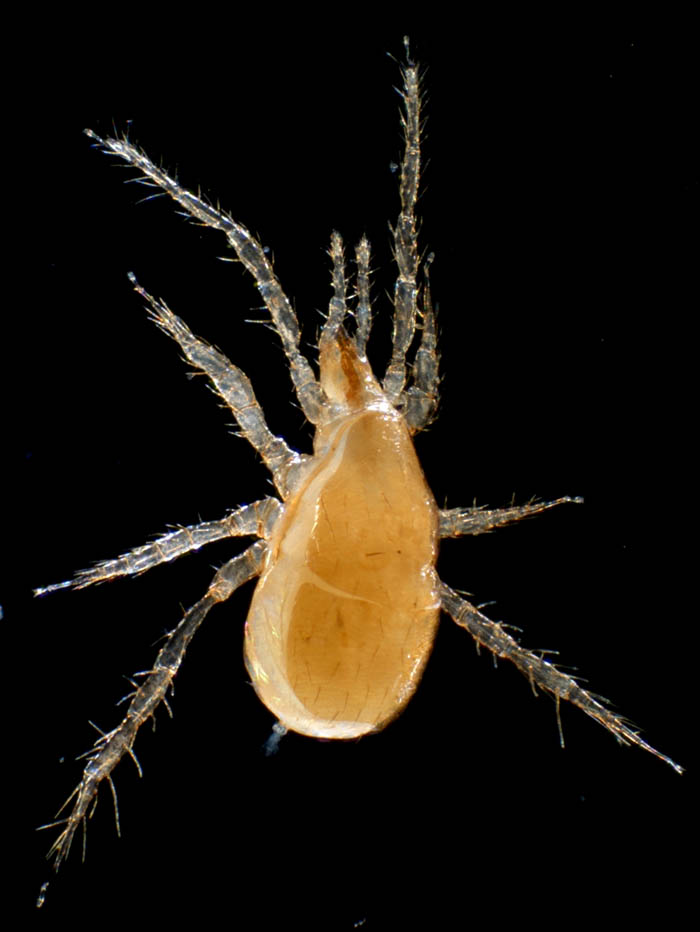 キツネダニ科(Veigaiidae）の1種