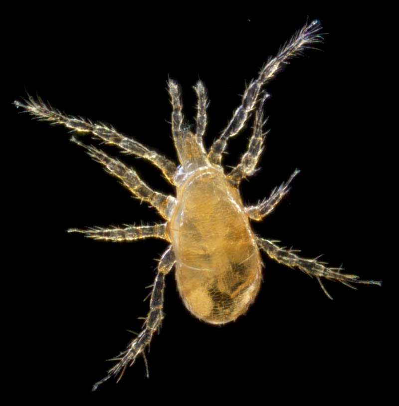 キツネダニ科(Veigaiidae）の1種