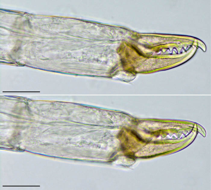 ツブトゲダニ科(Ologamasidae)の画像