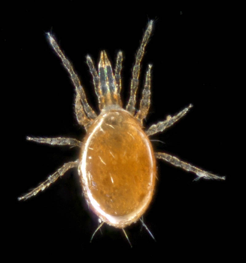 ツブトゲダニ科(Ologamasidae)の1種