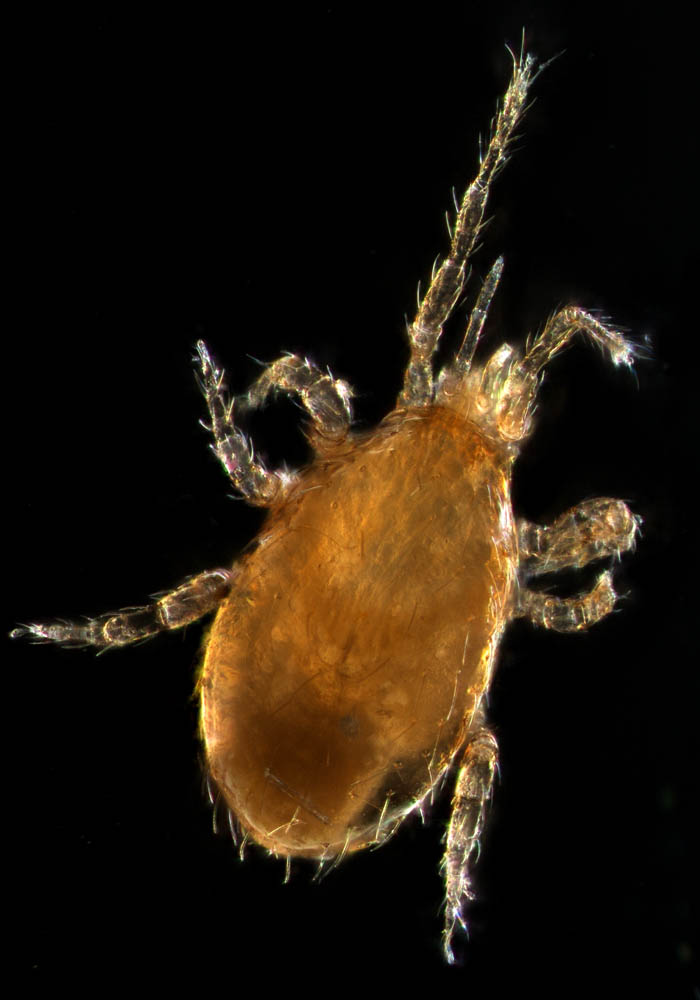 ツブトゲダニ科(Ologamasidae)の1種