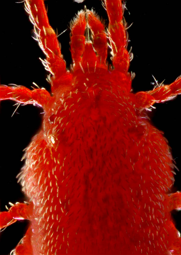 カベアナタカラダニ（Balaustium murorum）