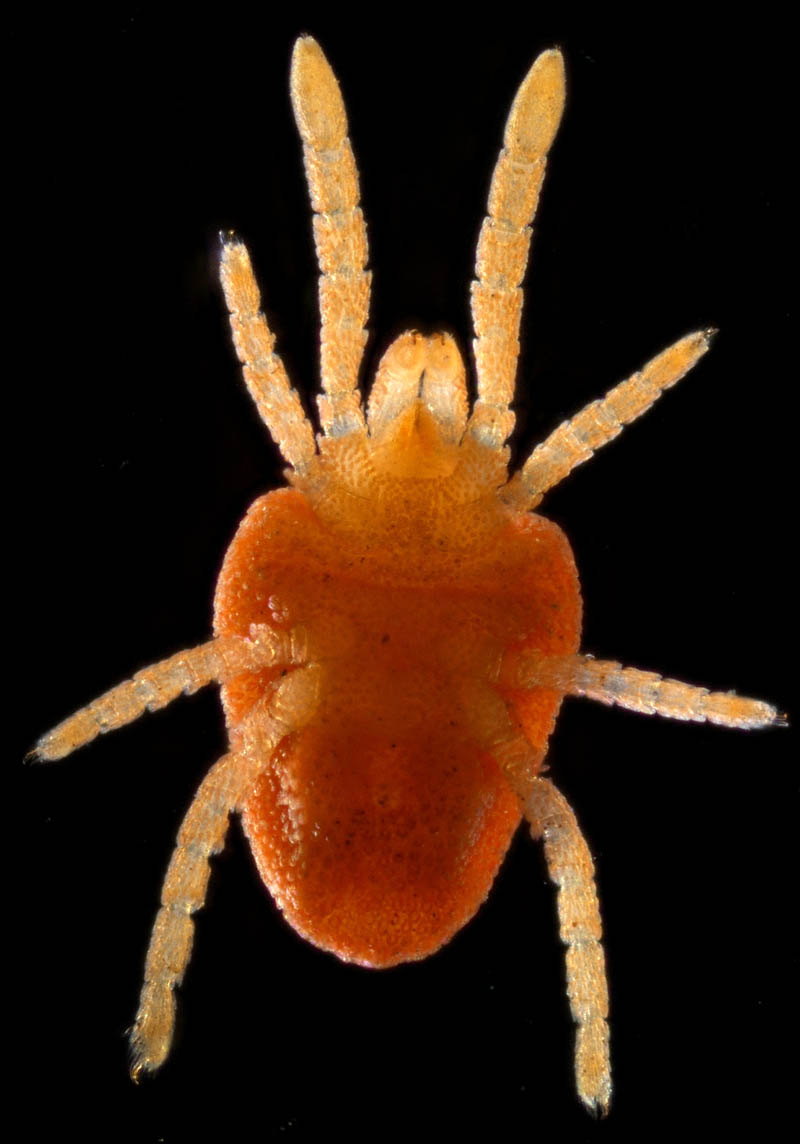 タキケダニ（Camerotrombidium takii）