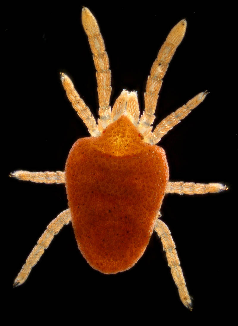 タキケダニ（Camerotrombidium takii）