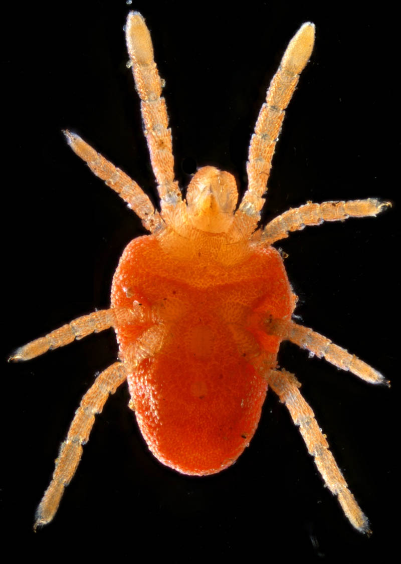 タキケダニ（Camerotrombidium takii）