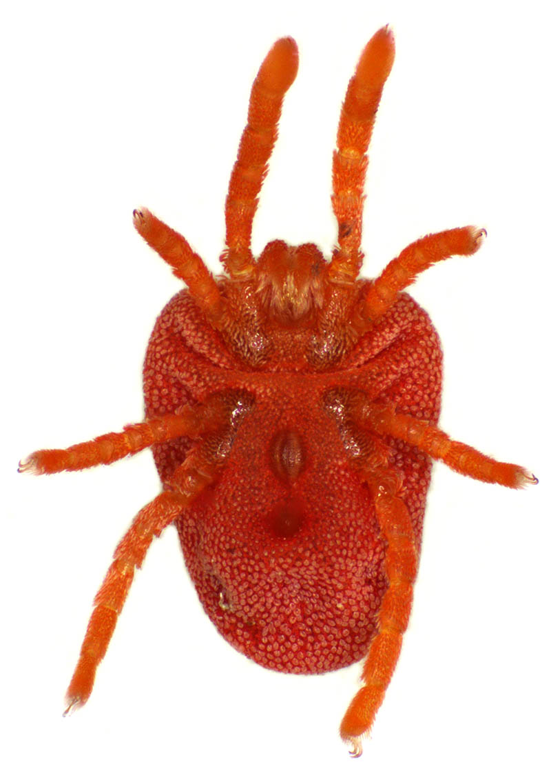 タキケダニ（Camerotrombidium takii）