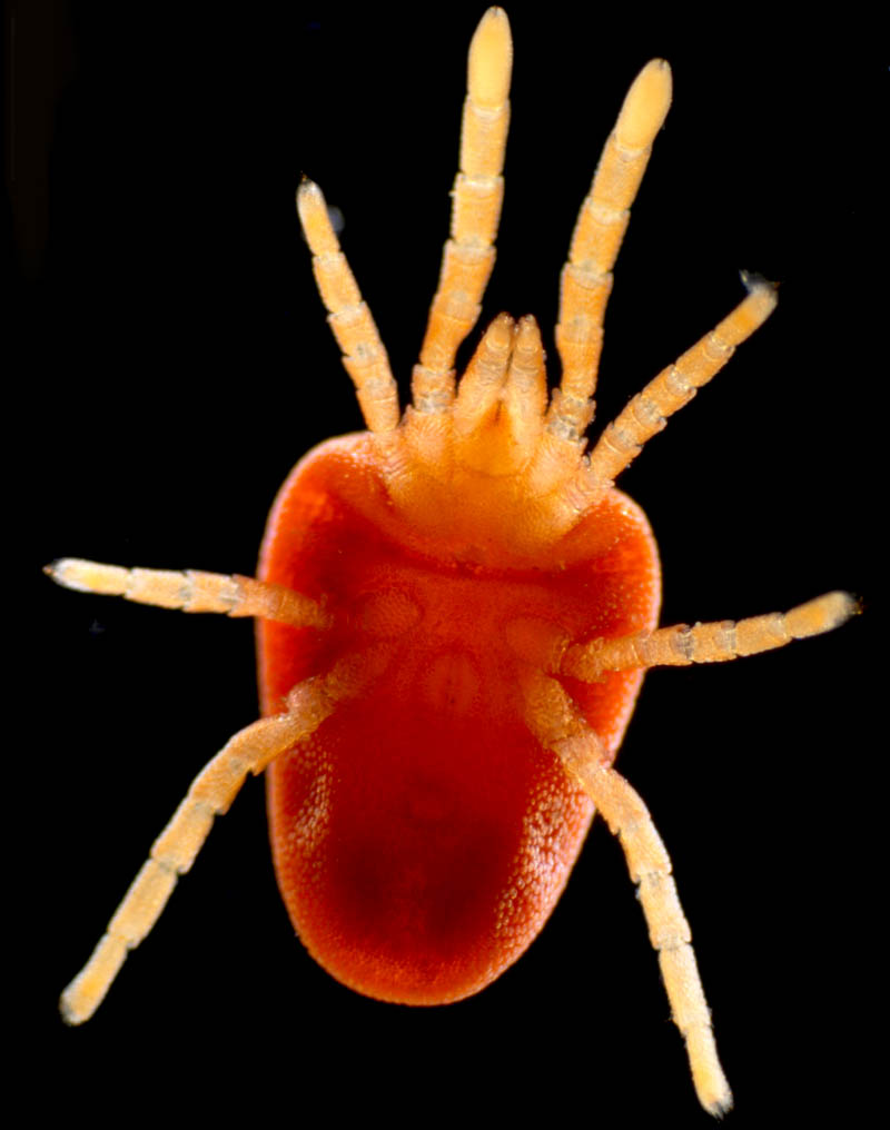 タキケダニ（Camerotrombidium takii）