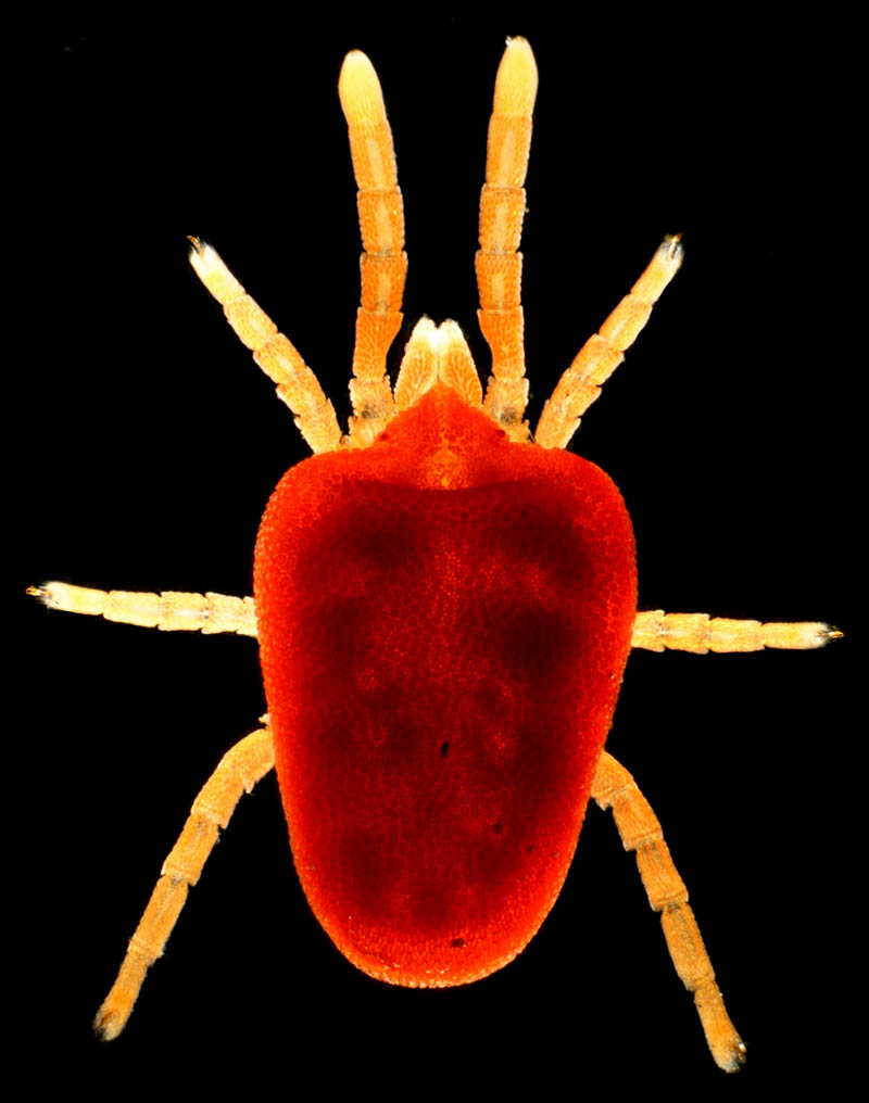 タキケダニ（Camerotrombidium takii）