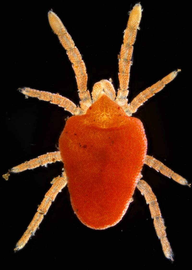 タキケダニ（Camerotrombidium takii）